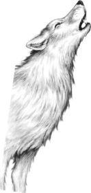 Иллюстрация к книге — Месть пумы [i_087.jpg]