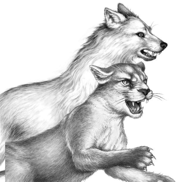 Иллюстрация к книге — Месть пумы [i_091.jpg]