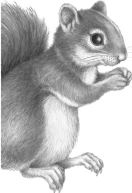 Иллюстрация к книге — Месть пумы [i_097.jpg]