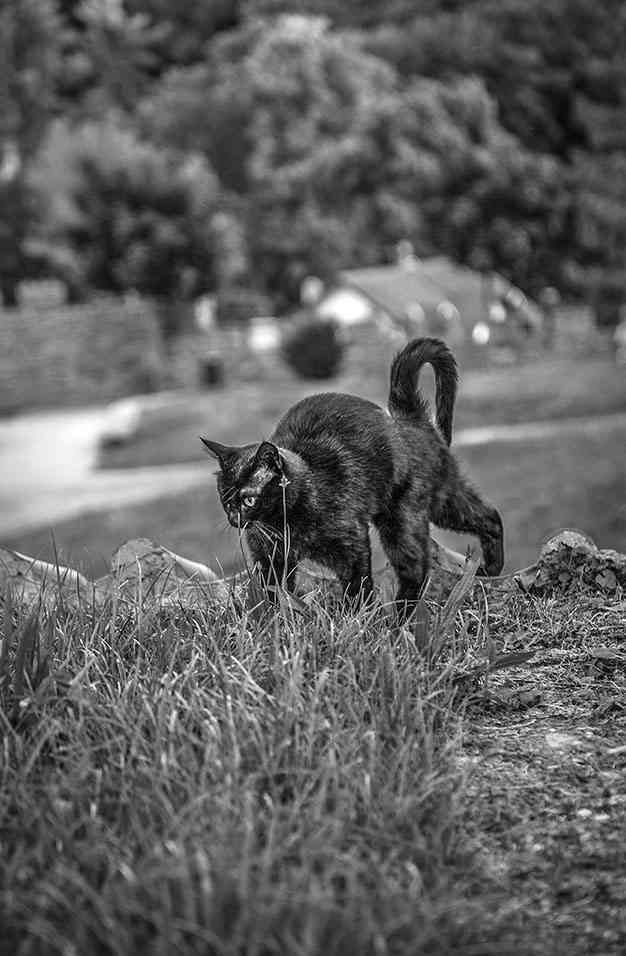 Иллюстрация к книге — Чешское время. Большая история маленькой страны: от святого Вацлава до Вацлава Гавела [i_127.jpg]