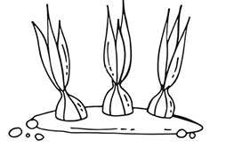 Иллюстрация к книге — Больше, чем 5 соток. Как на маленьком участке получить максимум урожая [i_009.jpg]