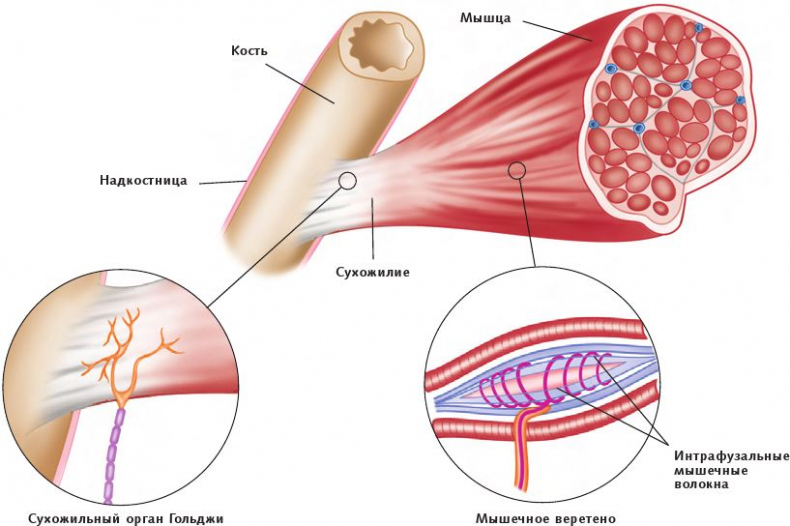 Иллюстрация к книге — Анатомия стретчинга [i_008.jpg]