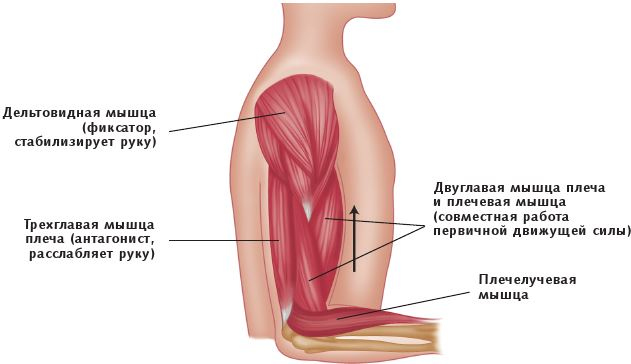 Иллюстрация к книге — Анатомия стретчинга [i_009.jpg]