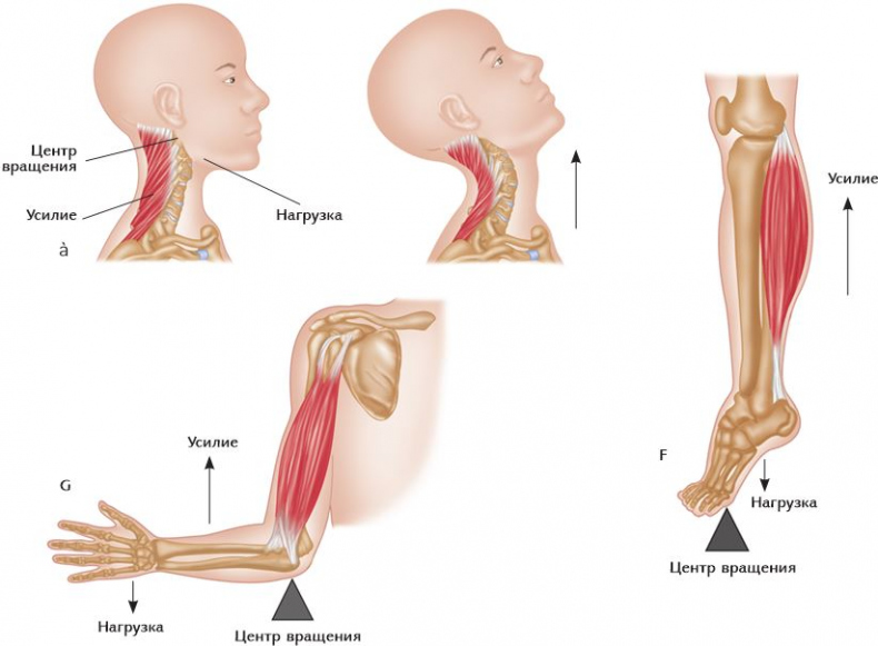 Иллюстрация к книге — Анатомия стретчинга [i_012.jpg]