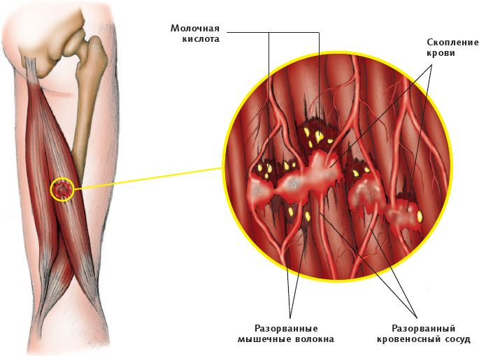 Иллюстрация к книге — Анатомия стретчинга [i_013.jpg]