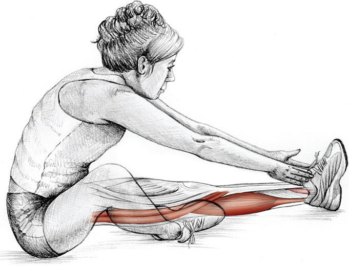 Иллюстрация к книге — Анатомия стретчинга [i_015.jpg]