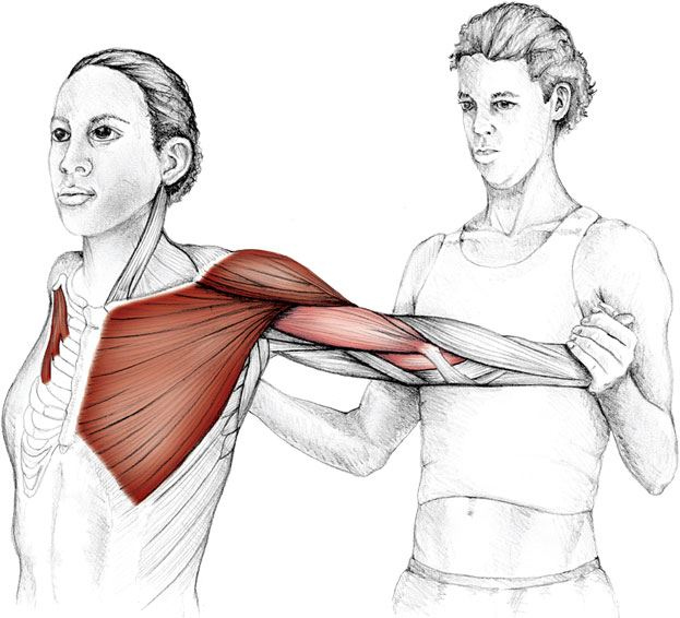 Иллюстрация к книге — Анатомия стретчинга [i_016.jpg]