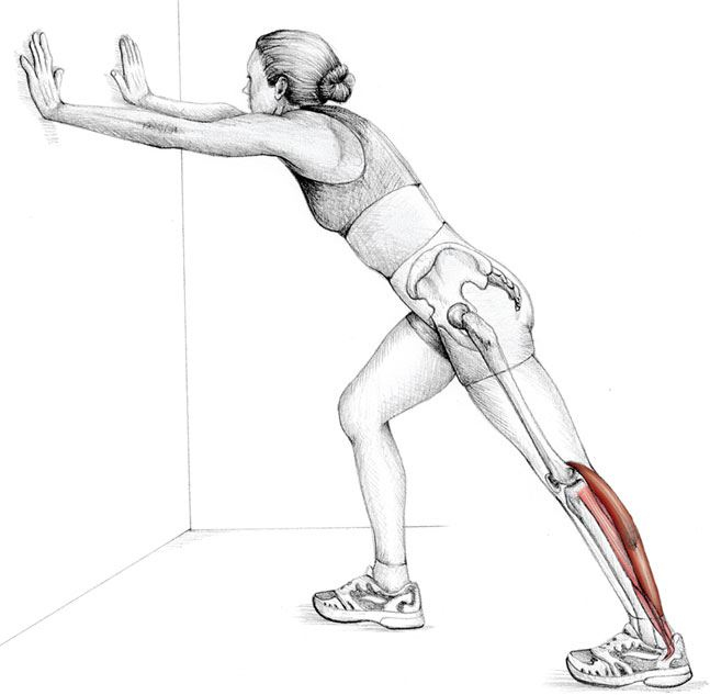 Иллюстрация к книге — Анатомия стретчинга [i_019.jpg]