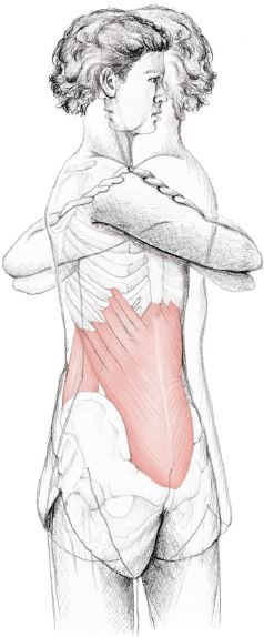 Иллюстрация к книге — Анатомия стретчинга [i_020.jpg]