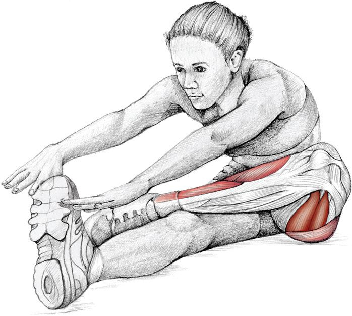 Иллюстрация к книге — Анатомия стретчинга [i_021.jpg]