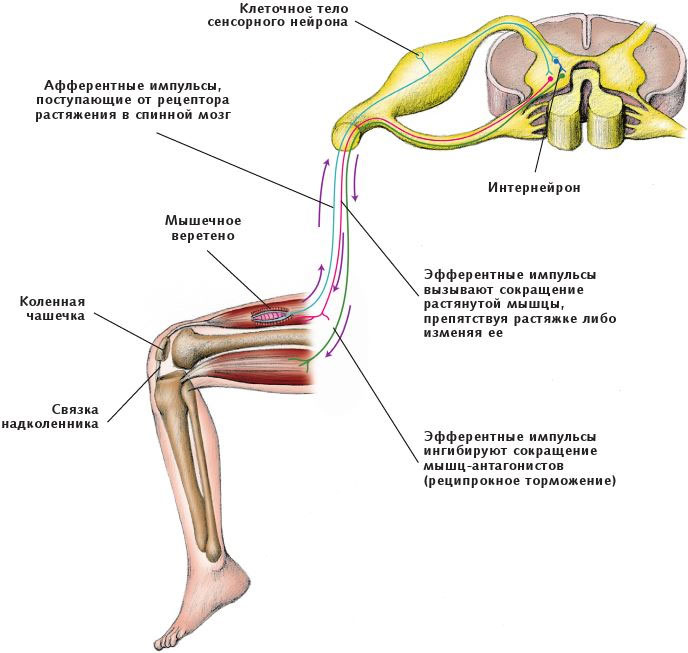 Иллюстрация к книге — Анатомия стретчинга [i_022.jpg]