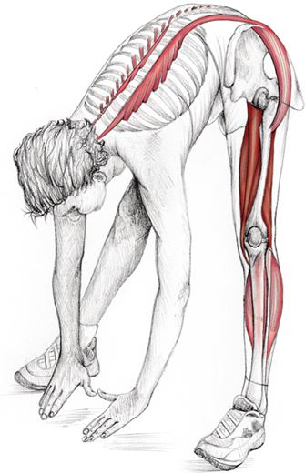 Иллюстрация к книге — Анатомия стретчинга [i_023.jpg]