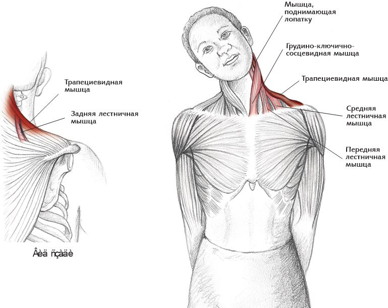 Иллюстрация к книге — Анатомия стретчинга [i_024.jpg]