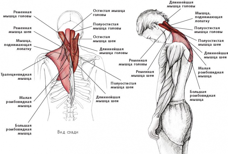 Иллюстрация к книге — Анатомия стретчинга [i_026.jpg]