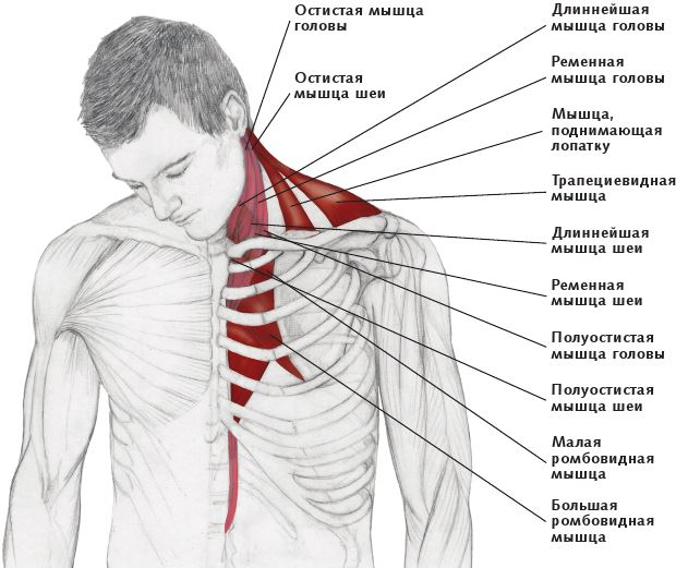 Иллюстрация к книге — Анатомия стретчинга [i_027.jpg]