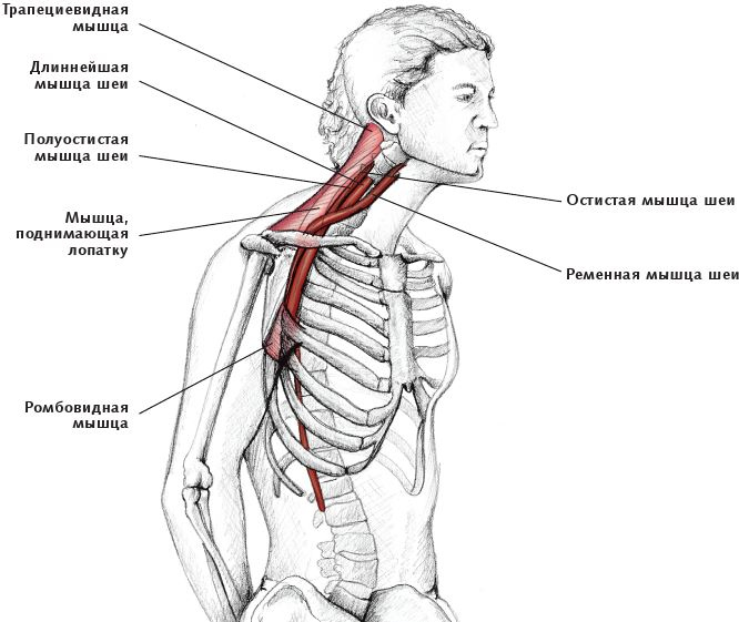 Иллюстрация к книге — Анатомия стретчинга [i_029.jpg]