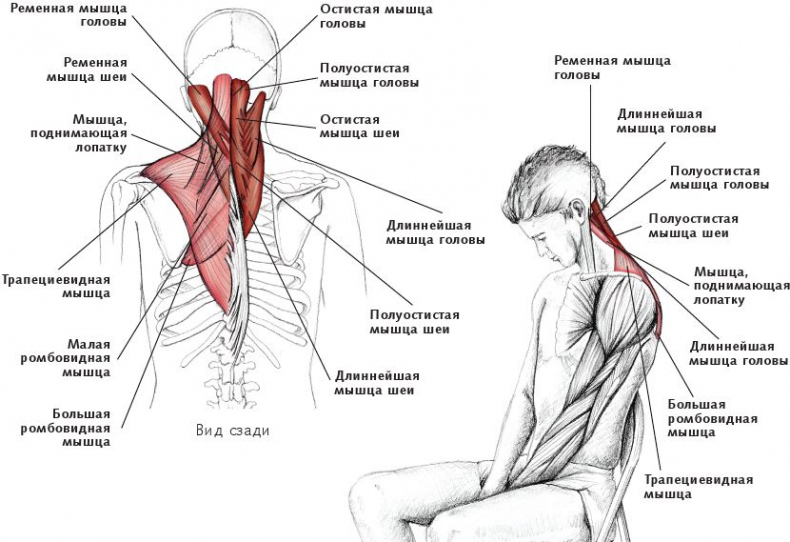Иллюстрация к книге — Анатомия стретчинга [i_030.jpg]