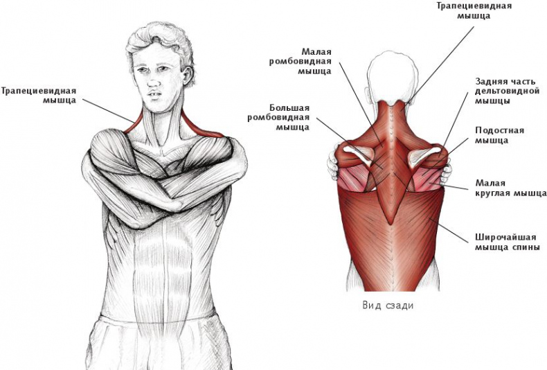 Иллюстрация к книге — Анатомия стретчинга [i_033.jpg]