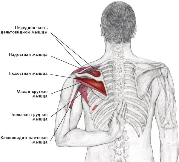 Иллюстрация к книге — Анатомия стретчинга [i_035.jpg]