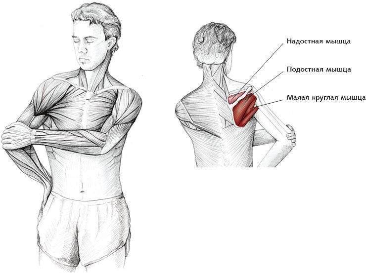 Иллюстрация к книге — Анатомия стретчинга [i_036.jpg]