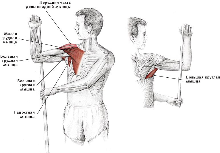 Иллюстрация к книге — Анатомия стретчинга [i_037.jpg]