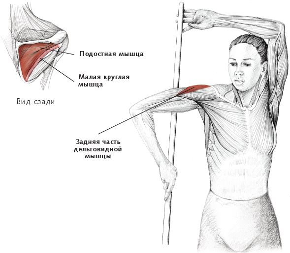 Иллюстрация к книге — Анатомия стретчинга [i_038.jpg]