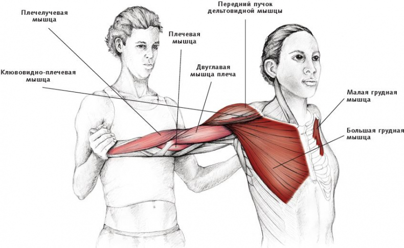 Иллюстрация к книге — Анатомия стретчинга [i_042.jpg]