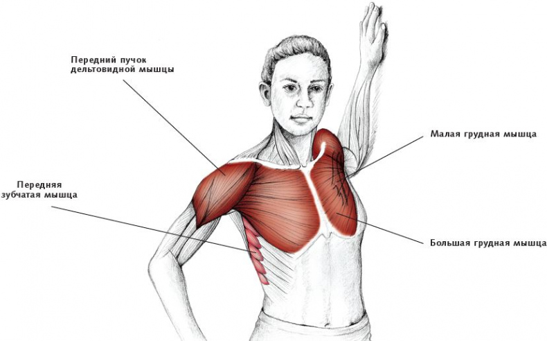 Иллюстрация к книге — Анатомия стретчинга [i_045.jpg]