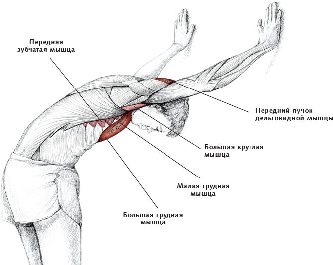 Иллюстрация к книге — Анатомия стретчинга [i_047.jpg]
