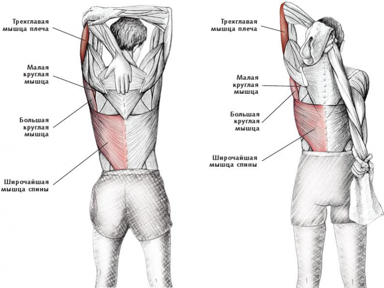 Иллюстрация к книге — Анатомия стретчинга [i_050.jpg]