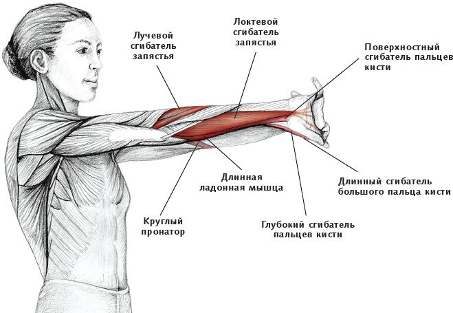 Иллюстрация к книге — Анатомия стретчинга [i_052.jpg]