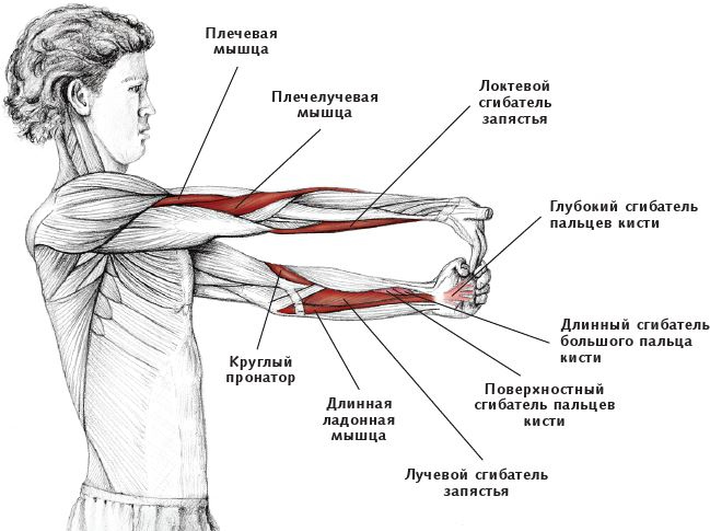 Иллюстрация к книге — Анатомия стретчинга [i_053.jpg]
