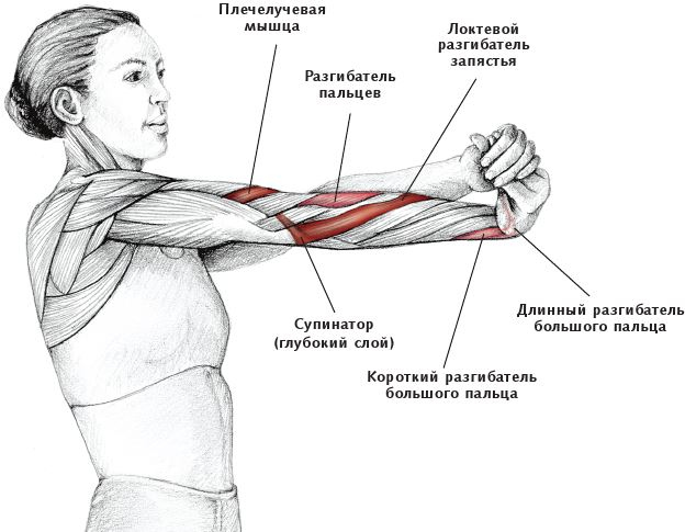 Иллюстрация к книге — Анатомия стретчинга [i_057.jpg]
