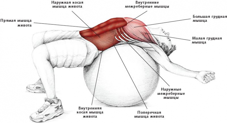 Иллюстрация к книге — Анатомия стретчинга [i_064.jpg]
