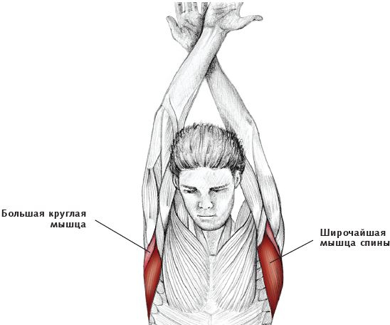 Иллюстрация к книге — Анатомия стретчинга [i_067.jpg]