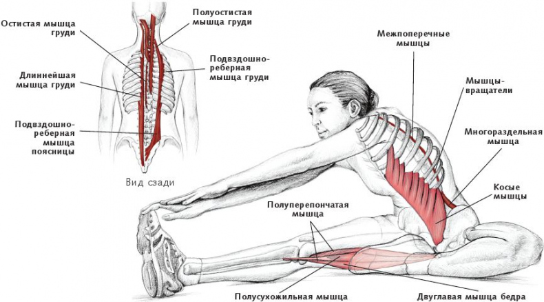 Иллюстрация к книге — Анатомия стретчинга [i_070.jpg]