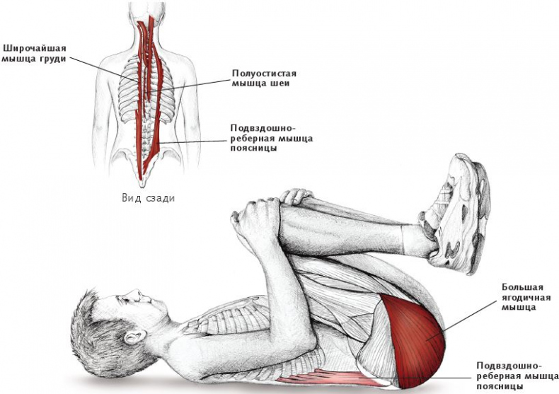 Иллюстрация к книге — Анатомия стретчинга [i_073.jpg]