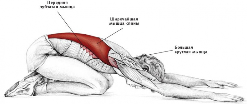 Иллюстрация к книге — Анатомия стретчинга [i_074.jpg]