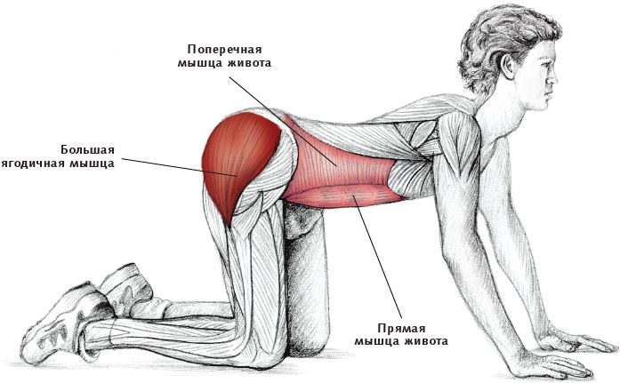 Иллюстрация к книге — Анатомия стретчинга [i_076.jpg]