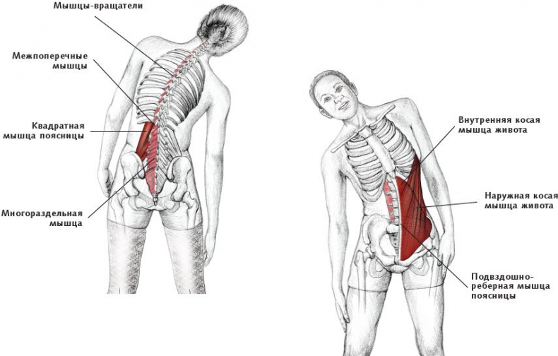 Иллюстрация к книге — Анатомия стретчинга [i_085.jpg]