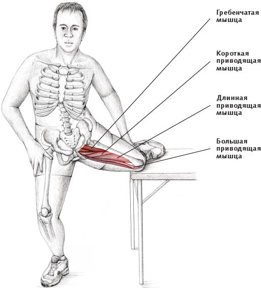 Иллюстрация к книге — Анатомия стретчинга [i_093.jpg]