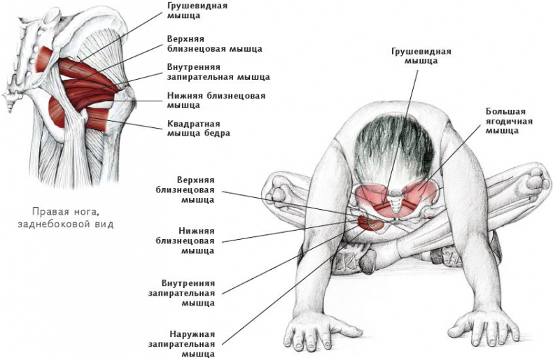 Иллюстрация к книге — Анатомия стретчинга [i_094.jpg]