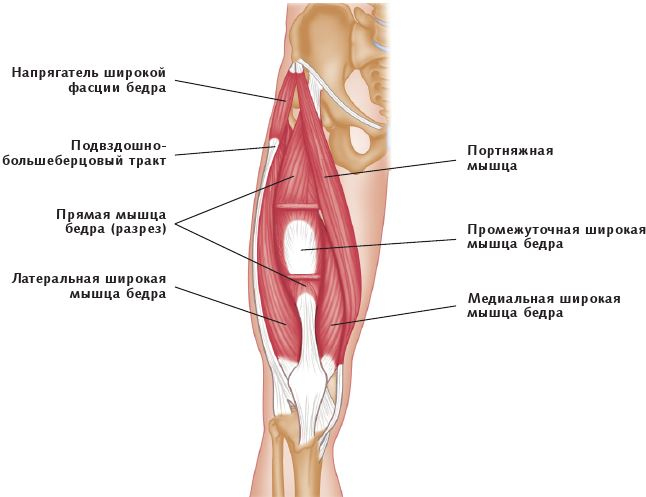 Иллюстрация к книге — Анатомия стретчинга [i_101.jpg]
