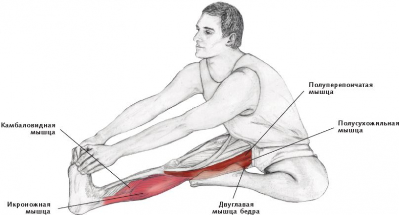 Иллюстрация к книге — Анатомия стретчинга [i_115.jpg]