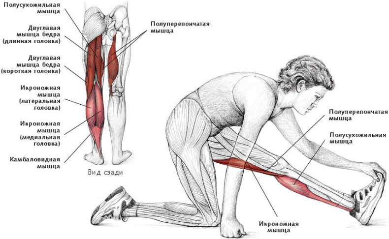 Иллюстрация к книге — Анатомия стретчинга [i_119.jpg]
