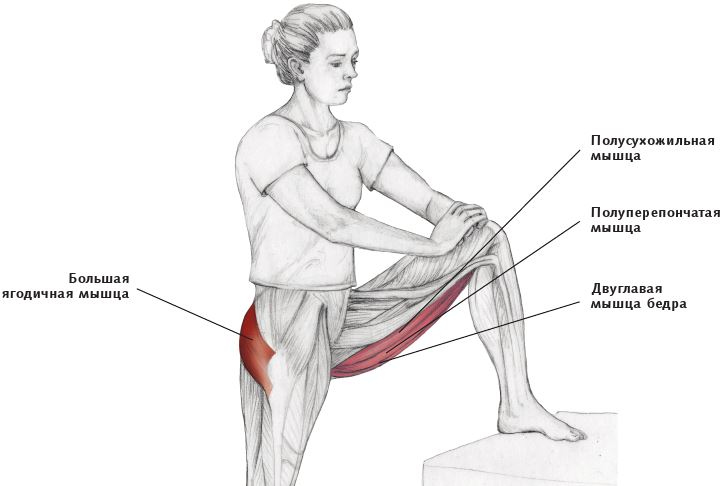 Иллюстрация к книге — Анатомия стретчинга [i_122.jpg]