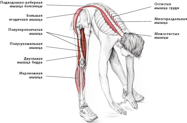 Иллюстрация к книге — Анатомия стретчинга [i_124.jpg]