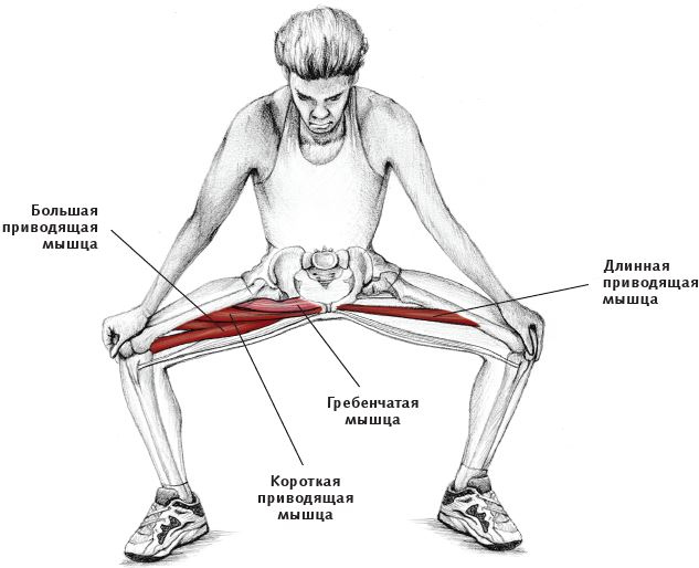 Иллюстрация к книге — Анатомия стретчинга [i_127.jpg]