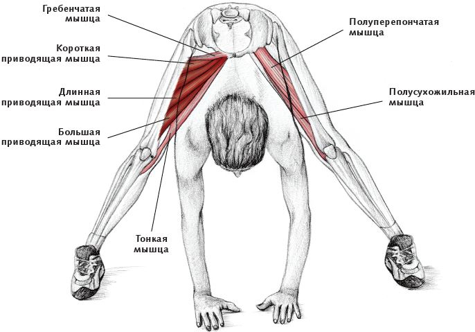 Иллюстрация к книге — Анатомия стретчинга [i_133.jpg]