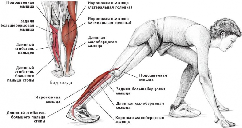 Иллюстрация к книге — Анатомия стретчинга [i_149.jpg]